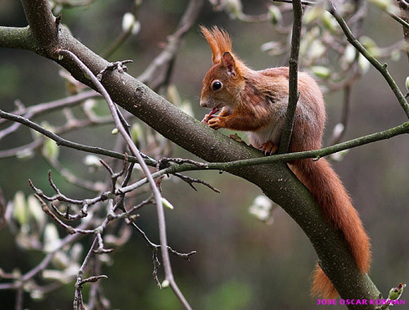 Squirrels!