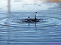 Gota d&#039;aigua a un abeurador
