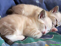 Gatitos durmiendo