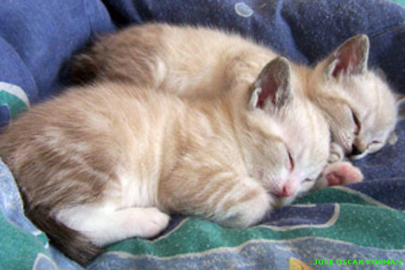 Gatitos durmiendo