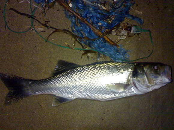 buena lubina