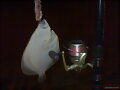 rodaballo