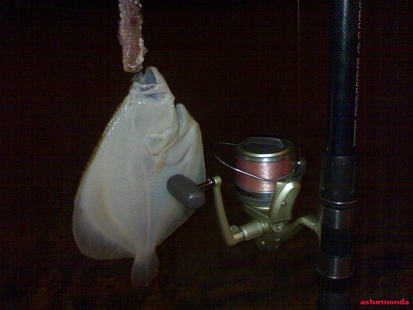 rodaballo