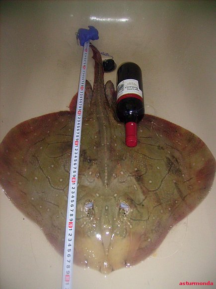 raya pescada en la concha de artedo 7,4,09