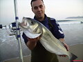 preciosa lubina pescada por ramon 8,9,2009,salinas