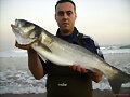 lubina pescada por ramon  DEDICADA AL PIPA