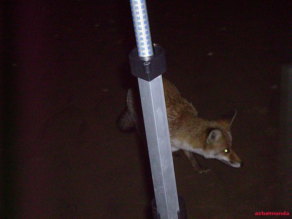 el raposo