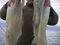 calamares muy buenos