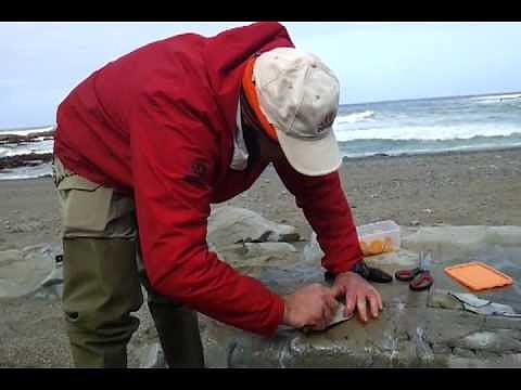 Pepino de mar ,un buen cebo para la dorada