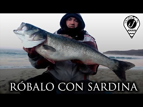 robalo con sardina
