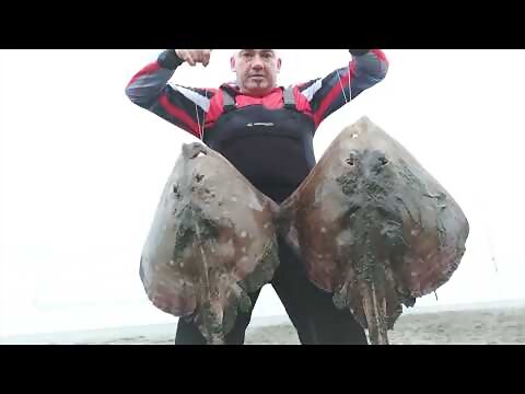 Preciosas rayas a surfcasting