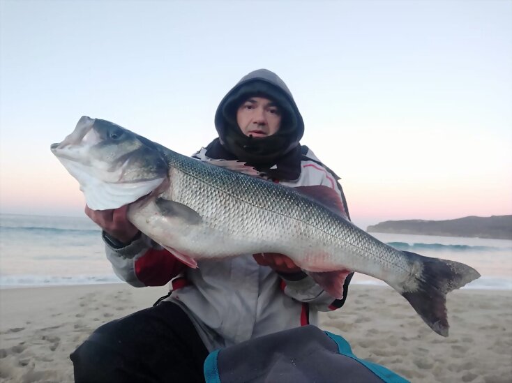 ROBALO 6,5 KLS CON SARDINA