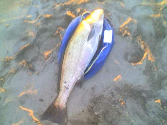 corvina
