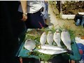 pescata de lubinas