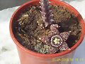 Stapelia Variegata de este a&ntilde;o 2007