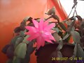 Zygocactus