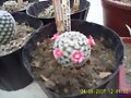 Mammillaria Haggeana Elegans