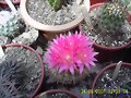 Eriosyce Subgigosa