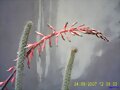Gasteria