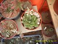 Haworthia Retusa