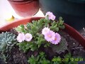 Corpuscularia
