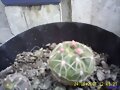 Gymnocalycium