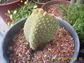 OPUNTIA MICRODASYS V. AMARILLA