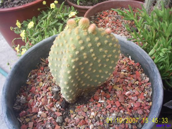 OPUNTIA MICRODASYS V. AMARILLA