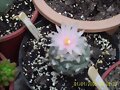 Turbinicarpus Lophophoroides