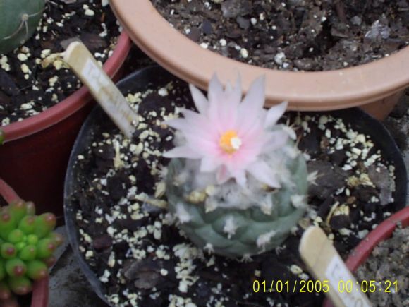 Turbinicarpus Lophophoroides