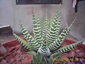 HAWORTHIA FASCIATTA
