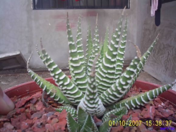 HAWORTHIA FASCIATTA