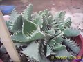 FAUCARIA TIGRINA