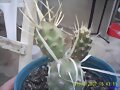 THEPROCACTUS ARTICULATUS