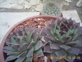 SEMPERVIVUM CALCAREUM