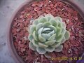 ECHEVERIA
