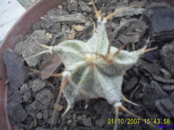 ASTRPHYTUM ORNATUM