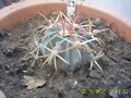 FEROCACTUS LATISPINUS