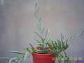 SENECIO HERREIANUS