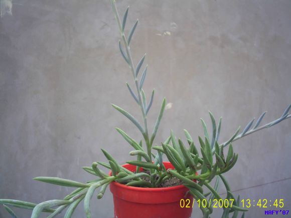 SENECIO HERREIANUS