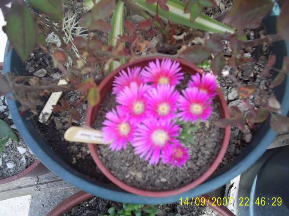 Trichodiadema Densum