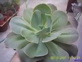 ECHEVERIA