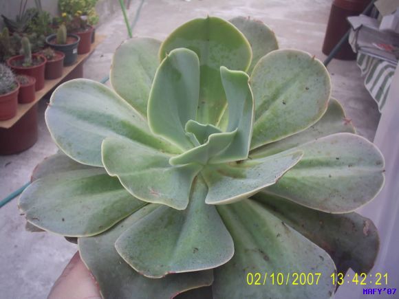 ECHEVERIA
