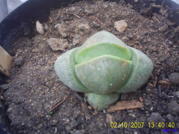 PLEIOSPELOS NELLII