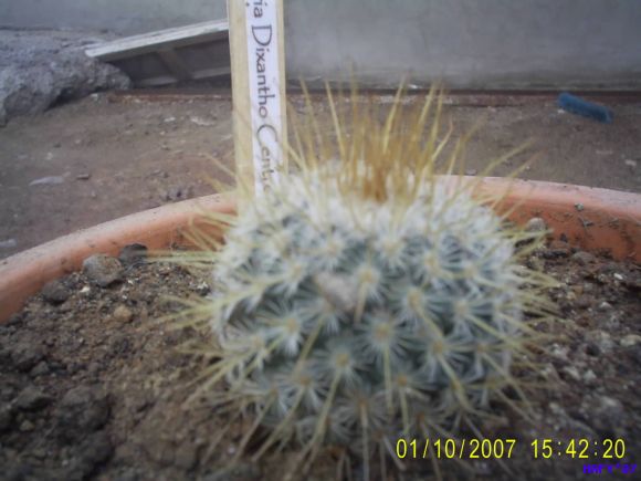 MAMMILLARIA DIXANTO CENTRON