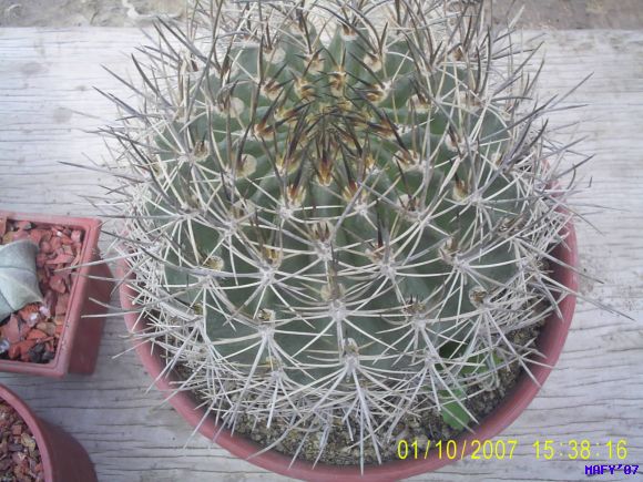 Eriosyce Subgigosa