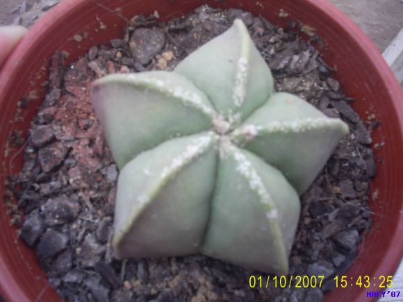 ASTROPHYTUM MYRIOSTIGMA v. NUDUM