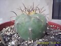 MATUCANA MADISONIORUM
