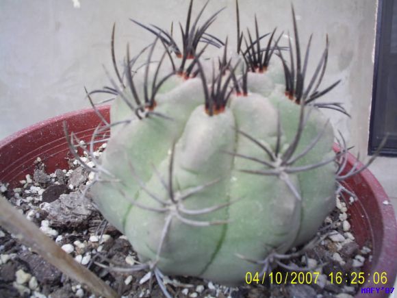 ERIOSYCE PAUCICOSTATA