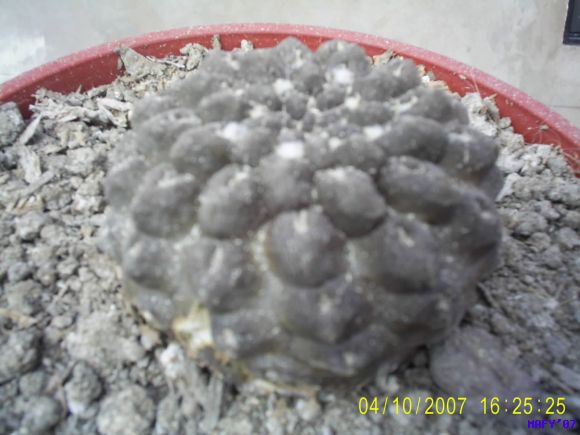 ERIOSYCE OCCULTA